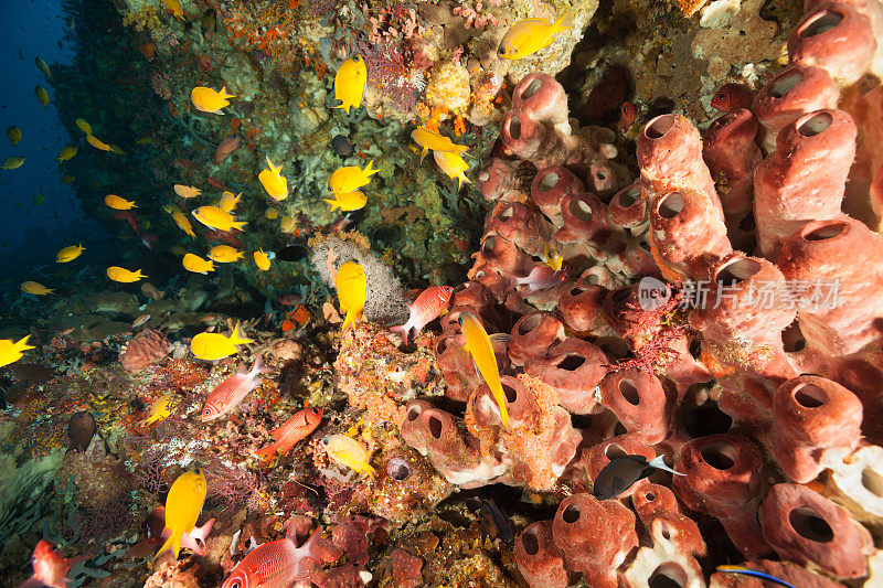 黄色Chromis Meeting Deep Down，潘塔岛，印度尼西亚